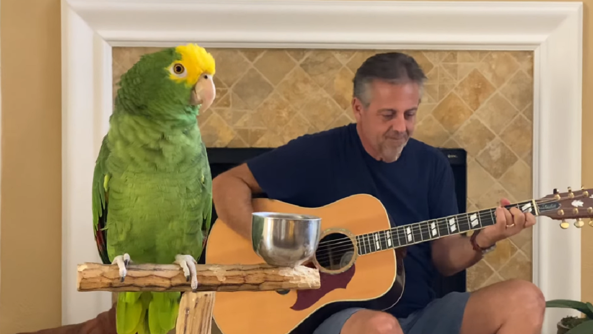 Цей папуга переспівує легендарні хіти 80-х років: вражаючі відео