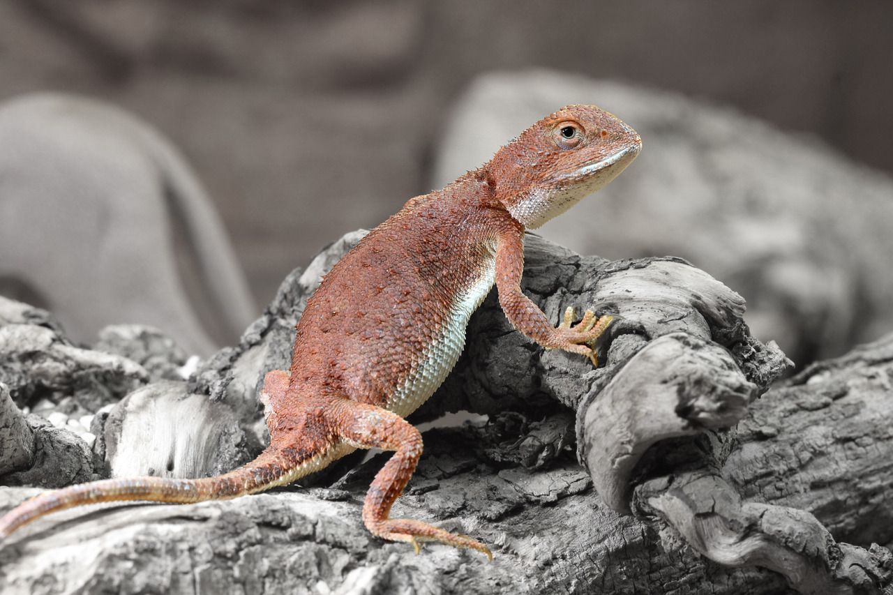 В австралійському заповіднику оселилися 