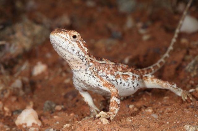 Tympanocryptis- фото 461670