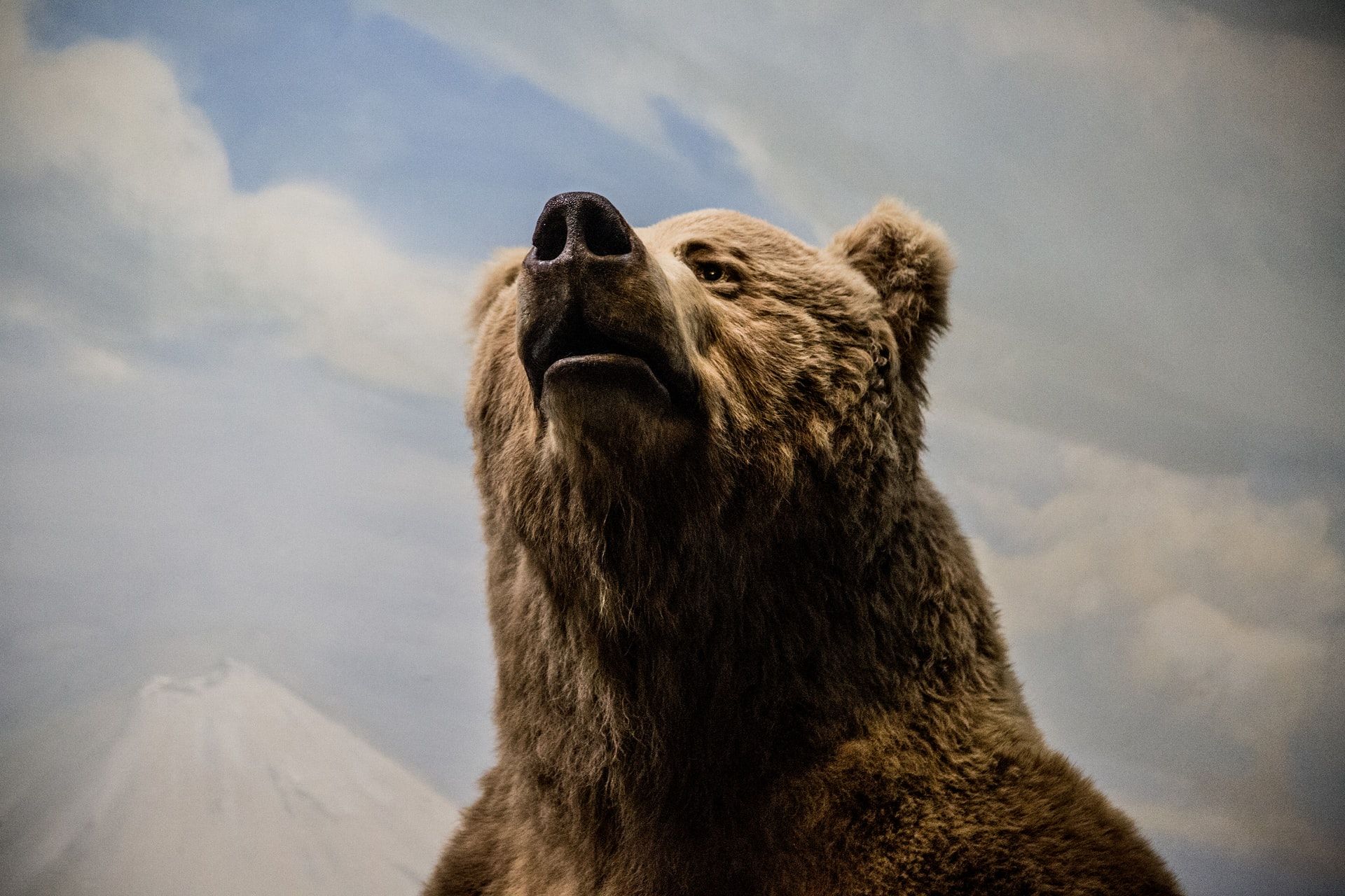 Ведмідь хотів пробратися на територію будинку, але жінка зіштовхнула його з паркану: відео