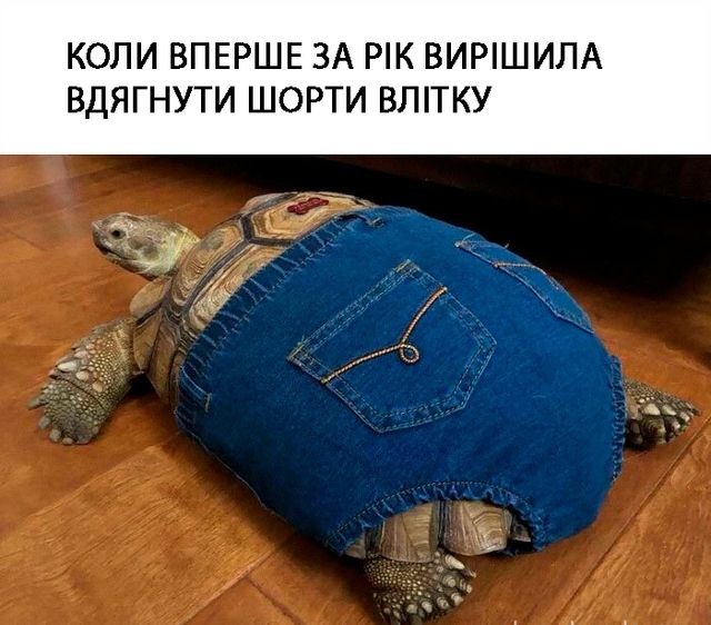 Меми про літо, які змусять сміятись і плакати (фото) - фото 461727