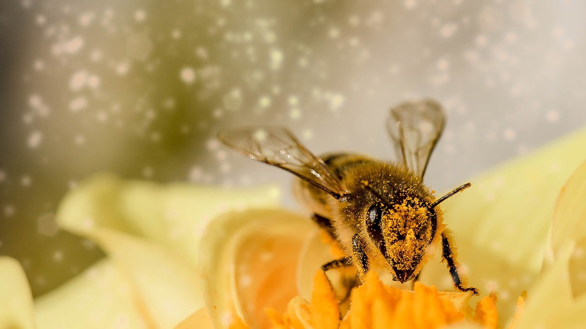 Пилок бджіл - фото 1