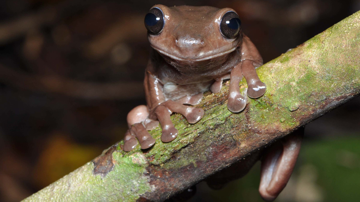 Шоколадна жаба - фото 1