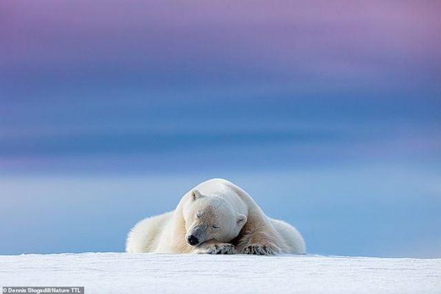 Переможцем конкурсу фотографій дикої природи стала оптична ілюзія з орангутангом - фото 462127