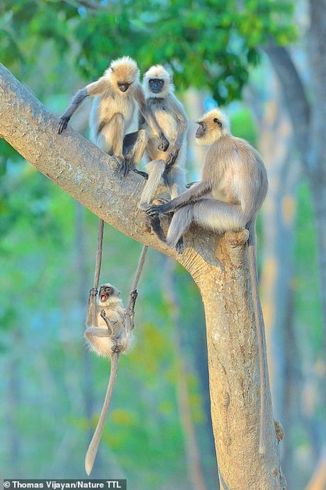 Переможцем конкурсу фотографій дикої природи стала оптична ілюзія з орангутангом - фото 462131