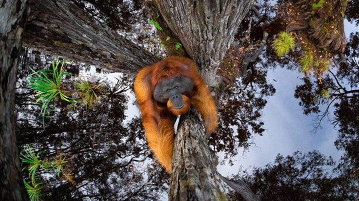 Оптична ілюзія з орангутангом - фото 1