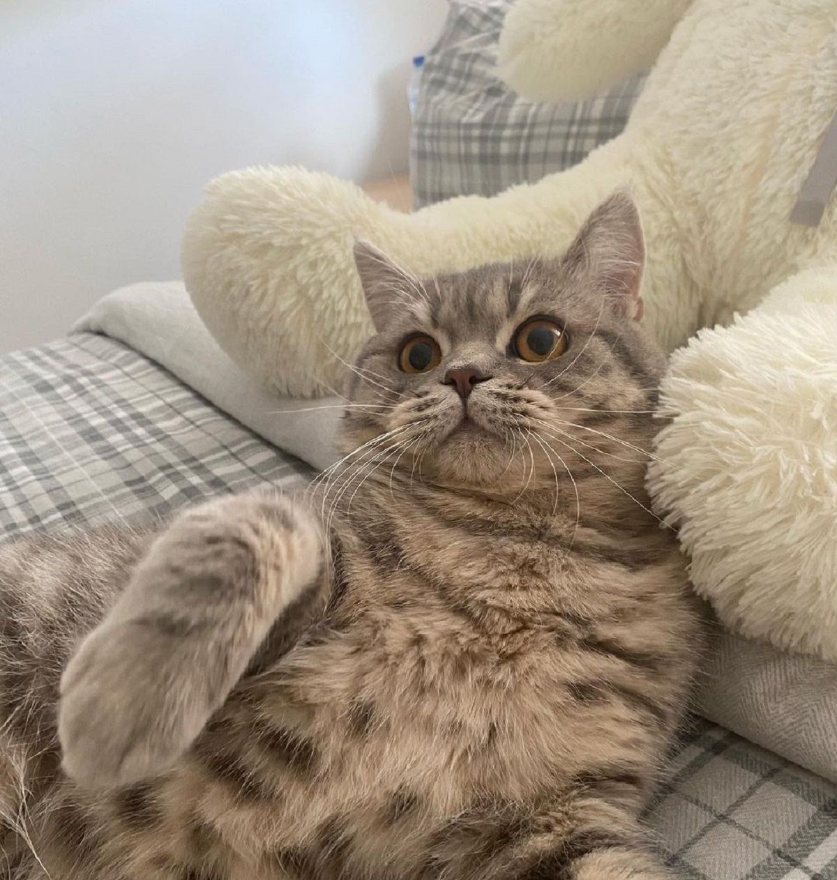 Пранк з котом - фото 1