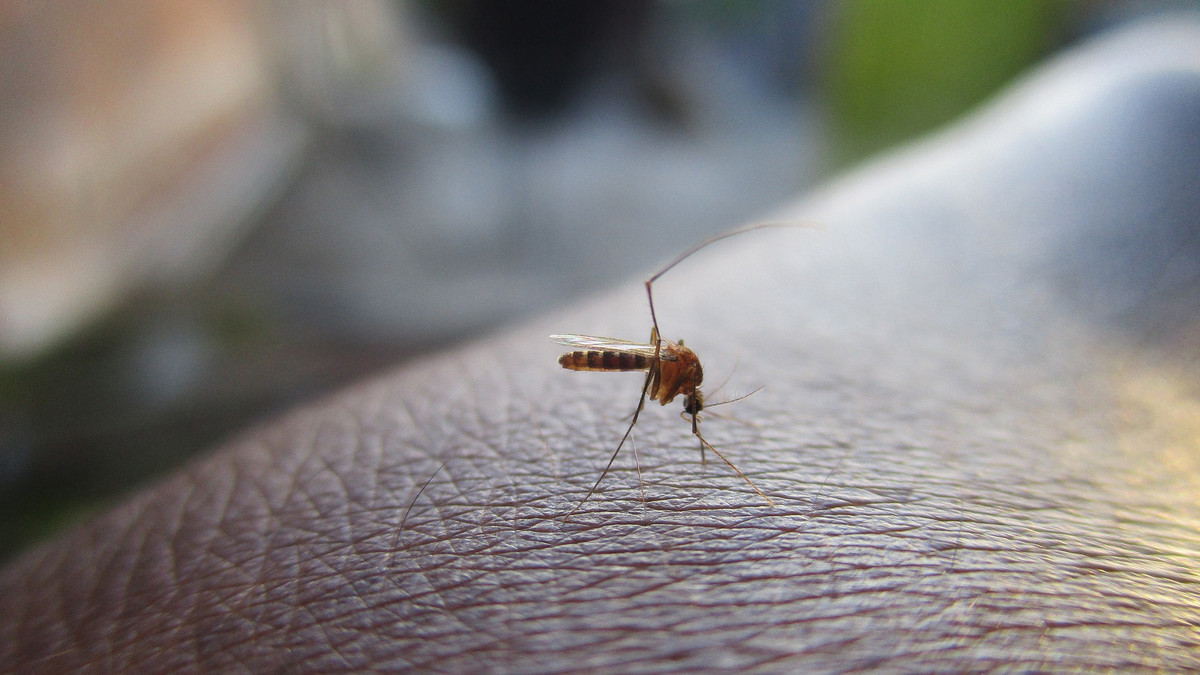 Що робити, щоб комарі не кусали - фото 1