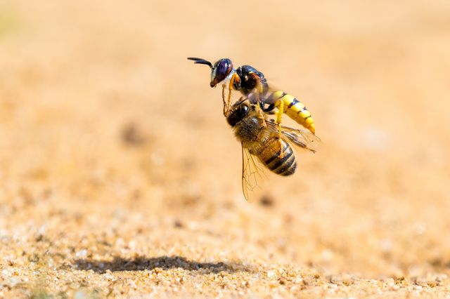 Дивіться найкращі фото дикої природи за версією журналу Nature TTL - фото 462459
