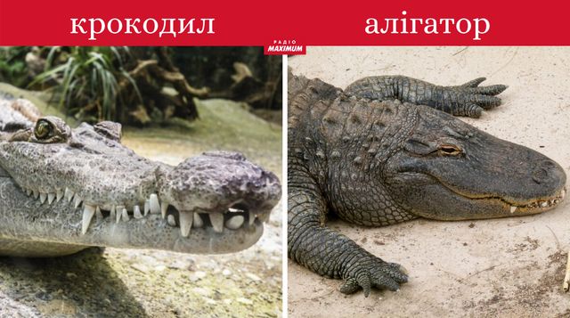 Толстовка не худі, сендвіч не бутерброд: чим відрізняють речі, які всі плутають - фото 462620