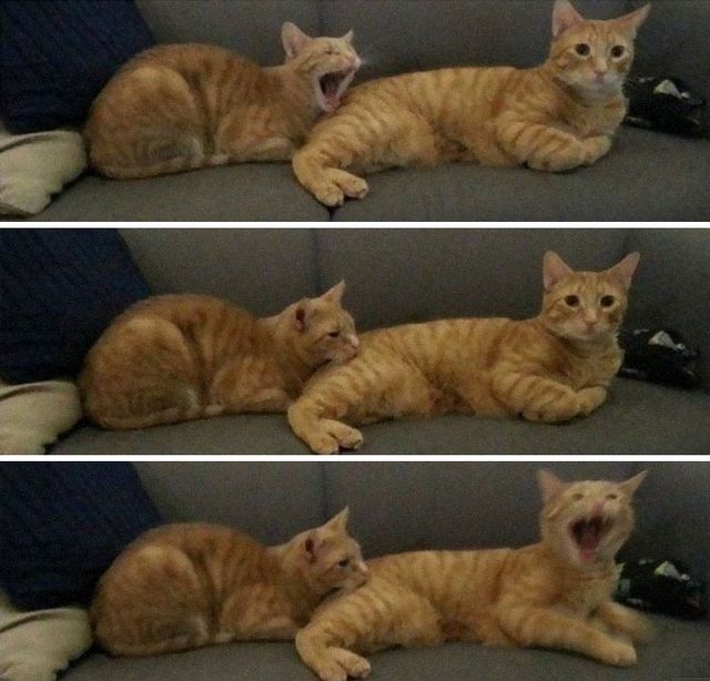 CamTheChest - фото 462637