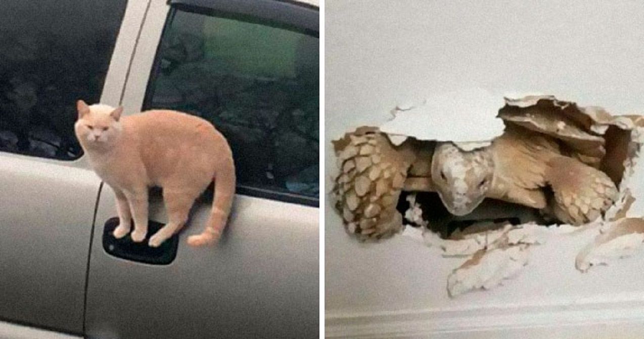 Тварини, які ламають мозок своєю поведінкою - фото 1