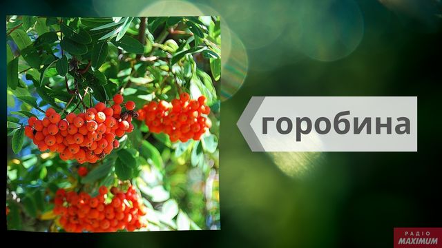 Не рябіна і не єль: як правильно назвати дерева українською - фото 462667