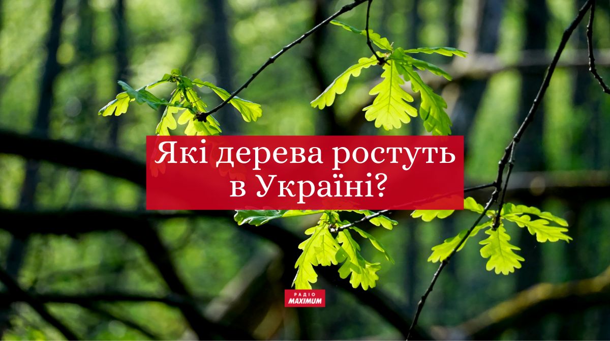 Не рябіна і не єль: як правильно назвати дерева українською