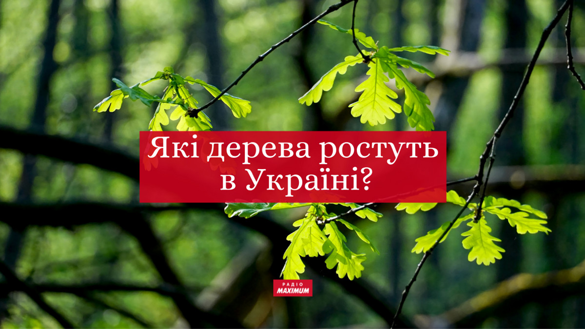 дерева українською - фото 1
