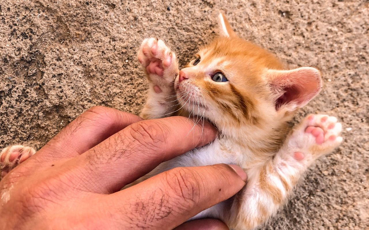 Кошенята буквально посипалися на чоловіка - фото 1