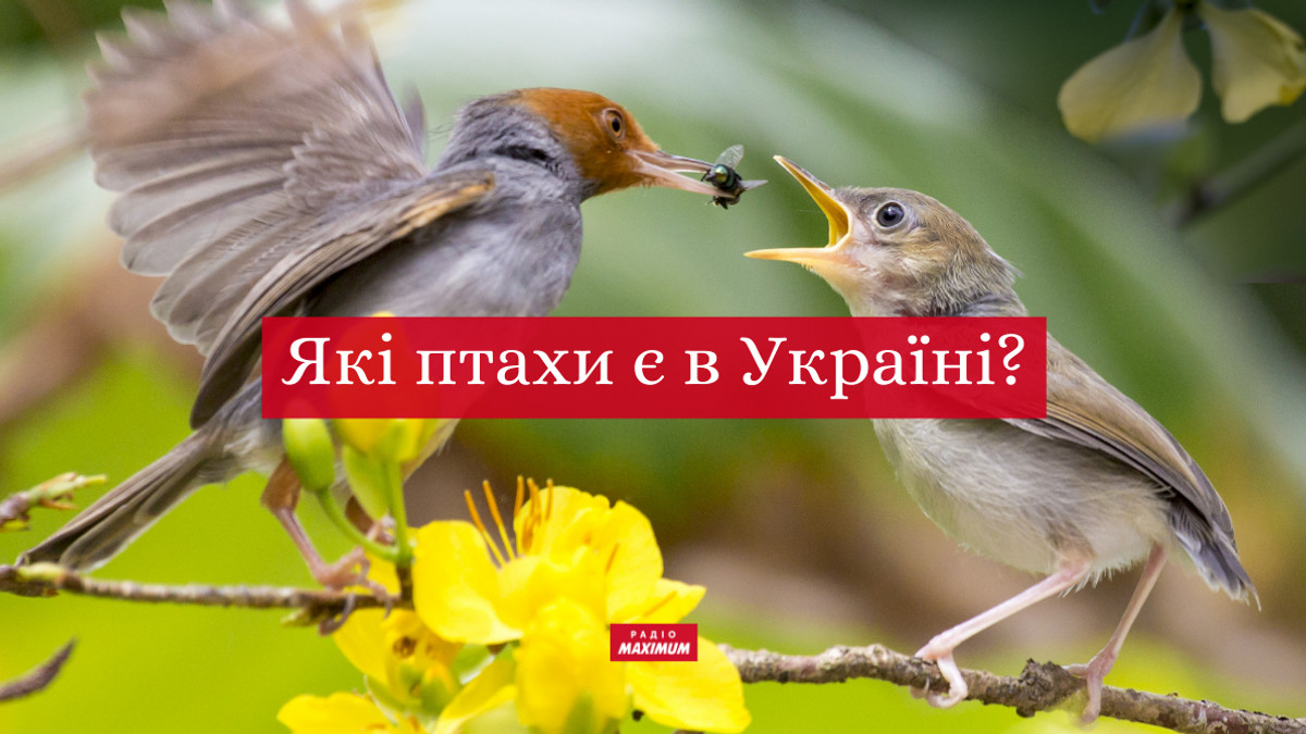 птахи українською - фото 1