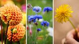 Не маргаритки, не гладіолуси: як правильно називати квіти українською