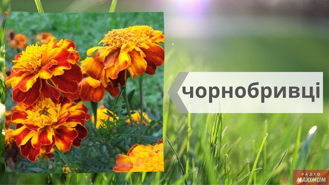 Не маргаритки, не гладіолуси: як правильно називати квіти українською - фото 463256