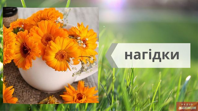 Не маргаритки, не гладіолуси: як правильно називати квіти українською - фото 463257