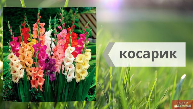Не маргаритки, не гладіолуси: як правильно називати квіти українською - фото 463259