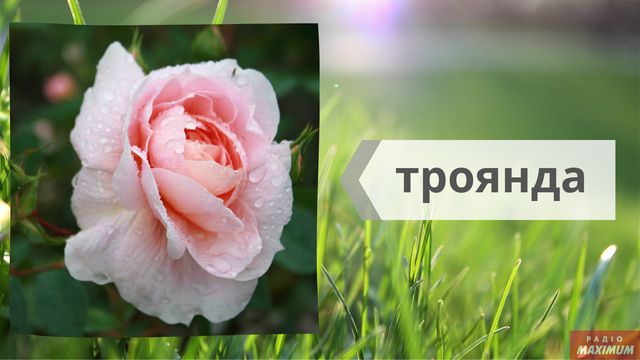 Не маргаритки, не гладіолуси: як правильно називати квіти українською - фото 463260