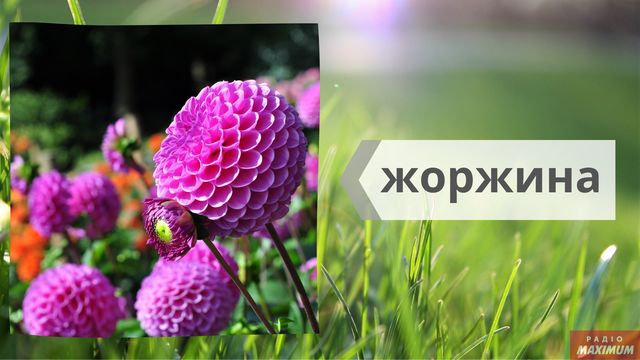 Не маргаритки, не гладіолуси: як правильно називати квіти українською - фото 463261
