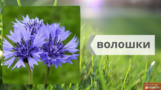 Не маргаритки, не гладіолуси: як правильно називати квіти українською - фото 463263