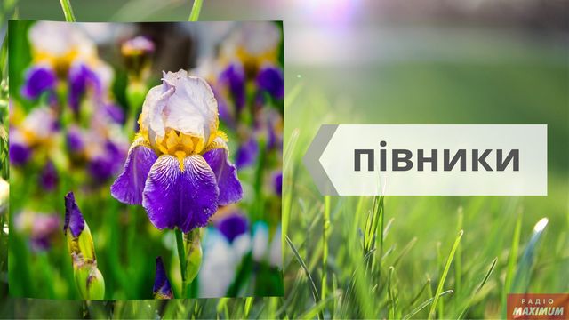 Не маргаритки, не гладіолуси: як правильно називати квіти українською - фото 463264