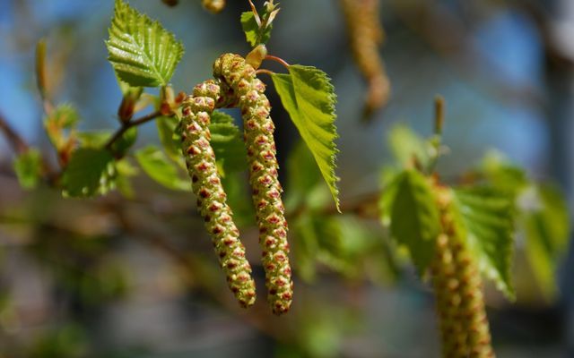 Березові бруньки- фото 463379