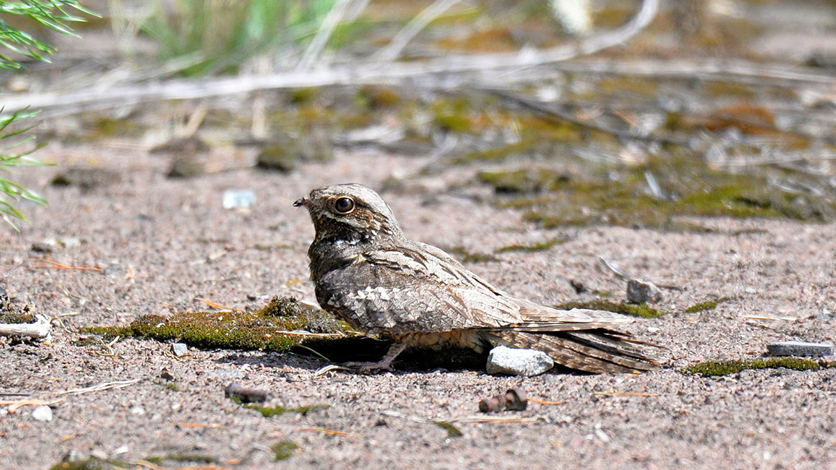 Дрімлюга - фото 1