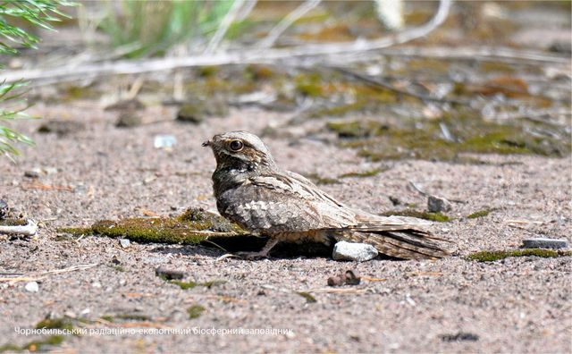 У мережі опублікували фото птаха-примари, який мешкає в Чорнобильській зоні - фото 463606