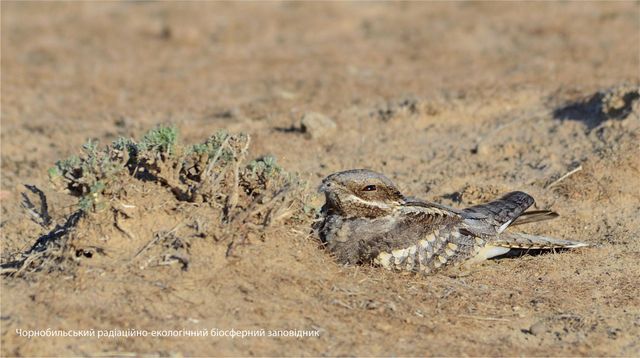 У мережі опублікували фото птаха-примари, який мешкає в Чорнобильській зоні - фото 463607