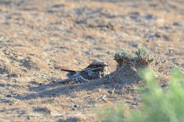 У мережі опублікували фото птаха-примари, який мешкає в Чорнобильській зоні - фото 463608