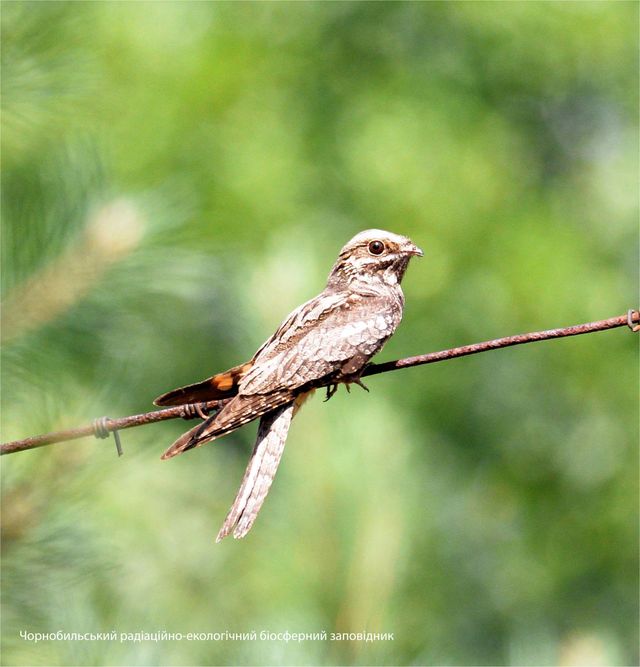У мережі опублікували фото птаха-примари, який мешкає в Чорнобильській зоні - фото 463610