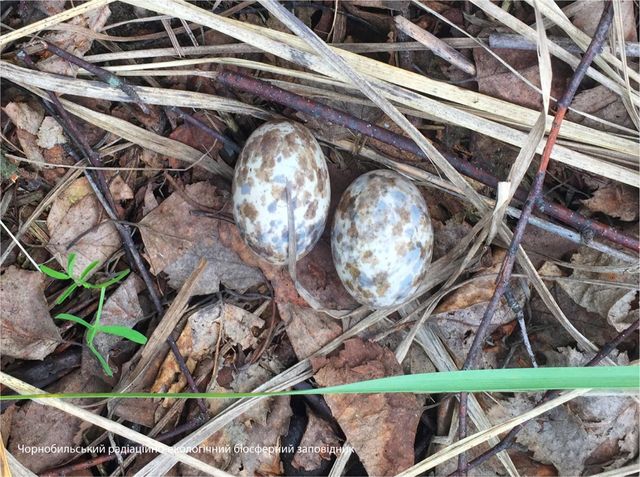 У мережі опублікували фото птаха-примари, який мешкає в Чорнобильській зоні - фото 463611