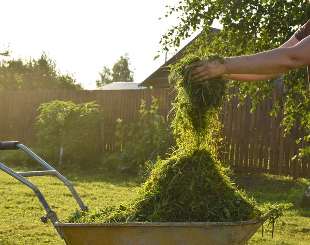 Трава- фото 463974