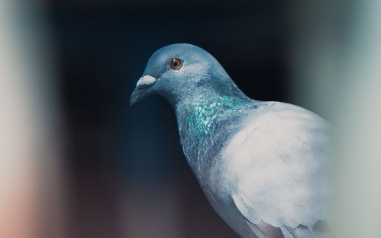 Чоловік врятував маленького голуба від кішки - фото 1