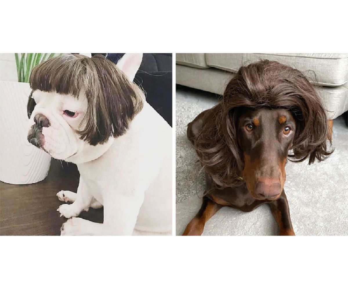 Собаки у перуках: новий тренд підкорює Інстаграм (фото)