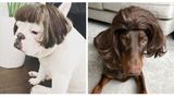 Собаки у перуках: новий тренд підкорює Інстаграм (фото)