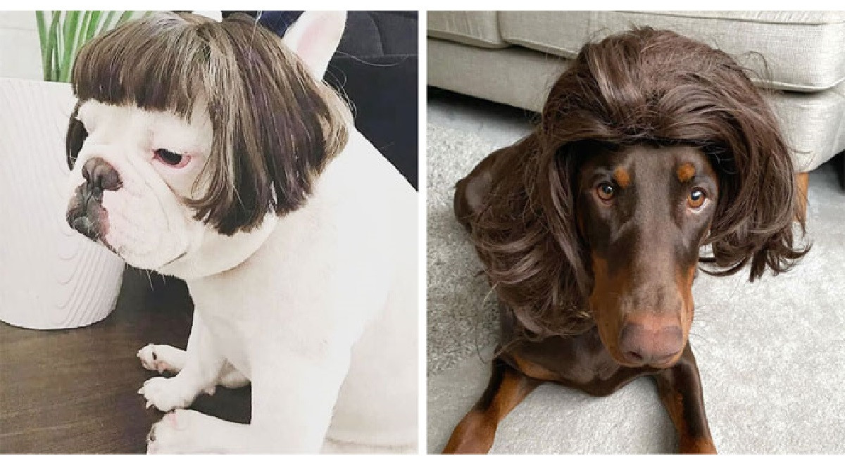 Собаки у перуках: кумедні фото - фото 1