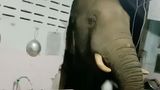 У Таїланді слон проломив стіну житлового будинку, тому що відчув запах смаколиків: відео