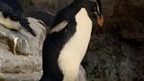 У зоопарку Сент-Луїса пінгвіну з артритом виготовили спеціальне взуття: фото