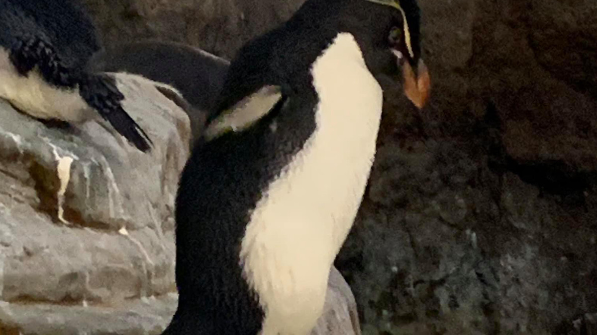 У зоопарку Сент-Луїса пінгвіну з артритом виготовили спеціальне взуття: фото - фото 1