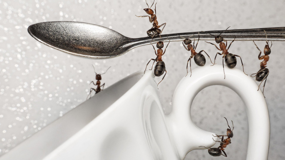 Природні засоби для боротьби з мурахами