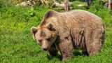 Голодний ведмідь перервав пікнік американців (відео)