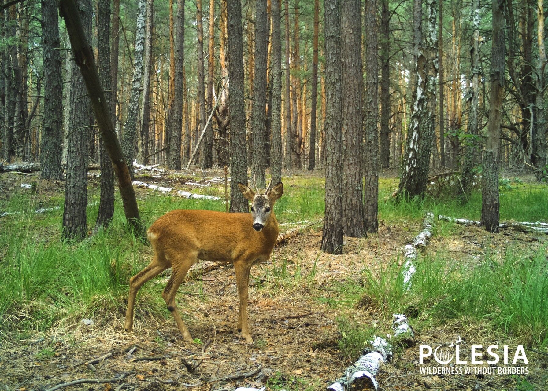 Тварини Чорнобиля - фото 1