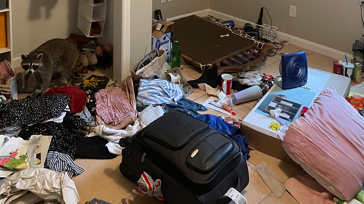 Єноти розгромили спальну американки - фото 1