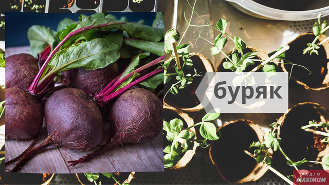 Говори красиво: як правильно називати овочі українською - фото 465581