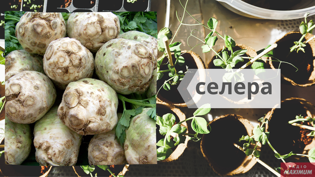 Говори красиво: як правильно називати овочі українською - фото 465582